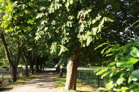 Camping Sint Hubert